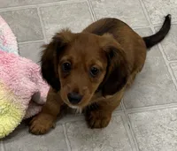 Sadie, a female Dachshund for sale in Glendale, AZ – 3 of 3