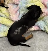 Maverick, a male Dachshund for sale in Glendale, AZ – 2 of 2