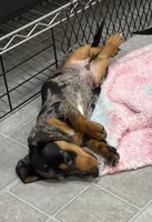Radar, a male Dachshund for sale in Glendale, AZ – 3 of 3