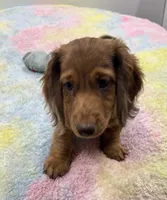 LH Red Dapple BR Nose , a male Miniature Dachshund for sale in Glendale, AZ – 5 of 5