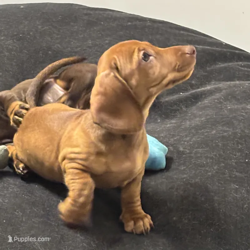 smooth Red Female Br Nose – Miniature Dachshund puppy for sale in Glendale, AZ