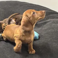 smooth Red Female Br Nose, a female Miniature Dachshund for sale in Glendale, AZ – 1 of 3