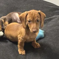 smooth Red Female Br Nose, a female Miniature Dachshund for sale in Glendale, AZ – 2 of 3