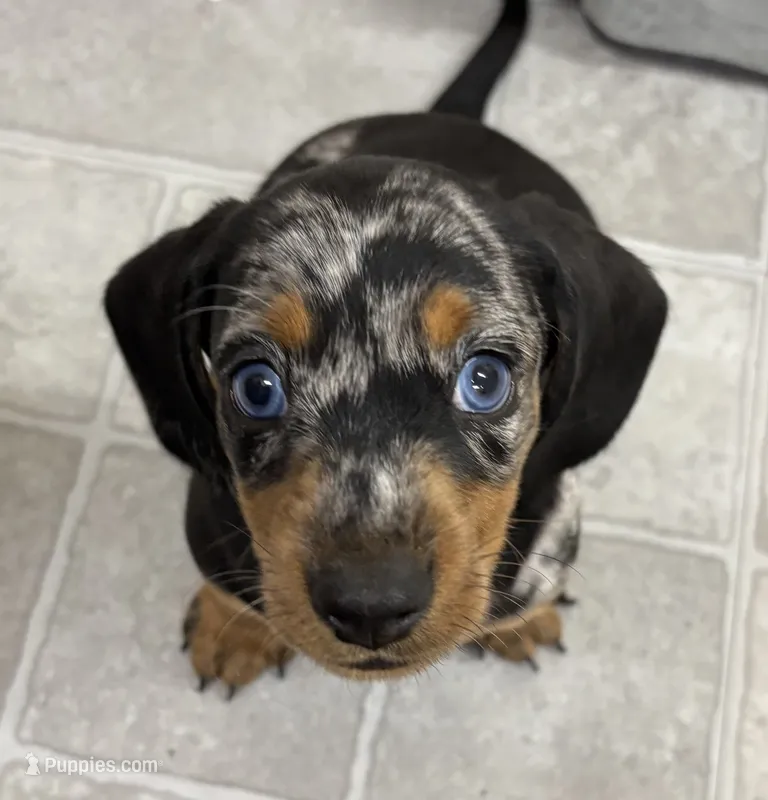 Maverick – Dachshund puppy for sale in Glendale, AZ