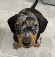 Maverick, a male Dachshund for sale in Glendale, AZ – 1 of 2