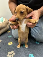 Smooth Red F BLK nose, a female Miniature Dachshund for sale in Glendale, AZ – 2 of 3
