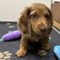 LH Red Dapple BR Nose , a male Miniature Dachshund for sale in Glendale, AZ – 1 of 5