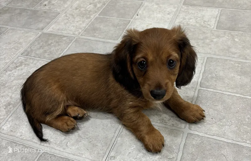 Sadie – Dachshund puppy for sale in Glendale, AZ