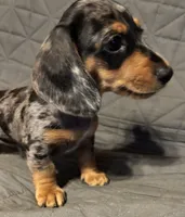 Radar, a male Dachshund for sale in Glendale, AZ – 2 of 3
