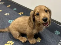 LH Red Dapple male BLK nose, a male Miniature Dachshund for sale in Glendale, AZ – 2 of 2
