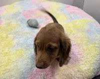 LH Red Dapple BR Nose , a male Miniature Dachshund for sale in Glendale, AZ – 4 of 5