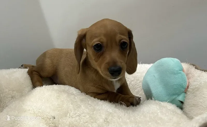 Smooth Red F BLK nose – Miniature Dachshund puppy for sale in Glendale, AZ