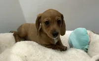 Smooth Red F BLK nose, a female Miniature Dachshund for sale in Glendale, AZ – 1 of 3