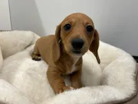 Smooth Red F BLK nose, a female Miniature Dachshund for sale in Glendale, AZ – 3 of 3