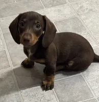 Chocolate Smooth Female , a female Miniature Dachshund for sale in Glendale, AZ – 3 of 3