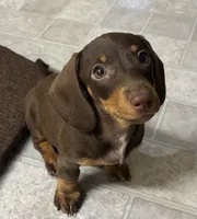 Chocolate Smooth Female , a female Miniature Dachshund for sale in Glendale, AZ – 2 of 3