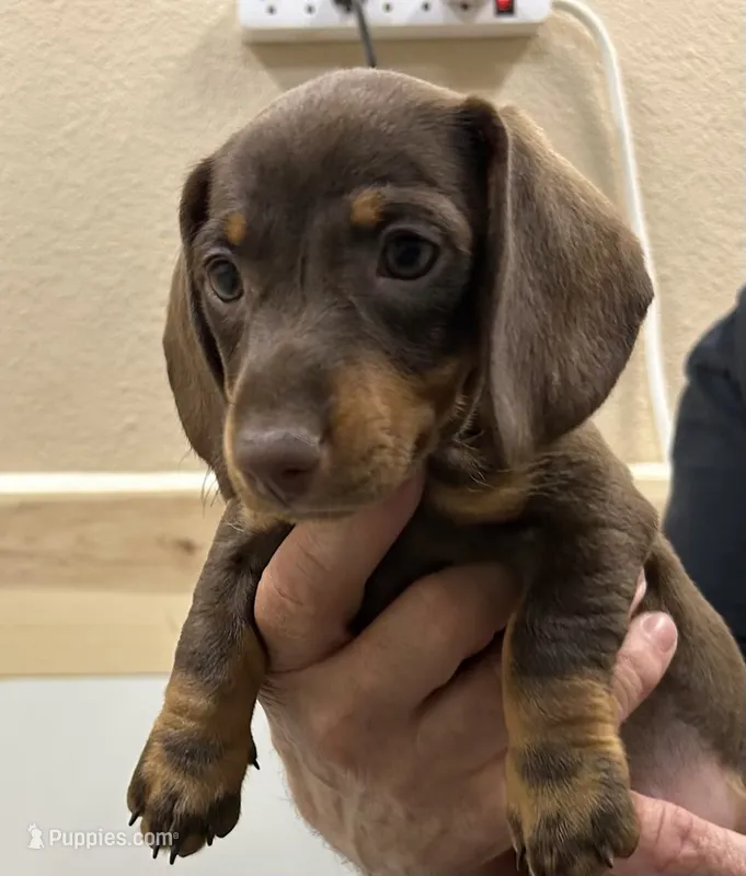 Chocolate Smooth Female  – Miniature Dachshund puppy for sale in Glendale, AZ