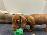 smooth Red Female Br Nose, a female Miniature Dachshund for sale in Glendale, AZ – 3 of 3