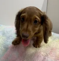 Thor,  LH Red BR Nose , a male Miniature Dachshund for sale in Glendale, AZ – 4 of 5