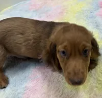 LH Red Dapple BR Nose , a male Miniature Dachshund for sale in Glendale, AZ – 2 of 5