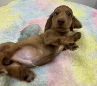LH Red Dapple BR Nose , a male Miniature Dachshund for sale in Glendale, AZ – 3 of 5