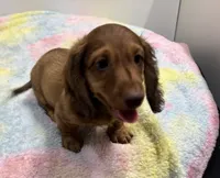 Thor,  LH Red BR Nose , a male Miniature Dachshund for sale in Glendale, AZ – 5 of 5