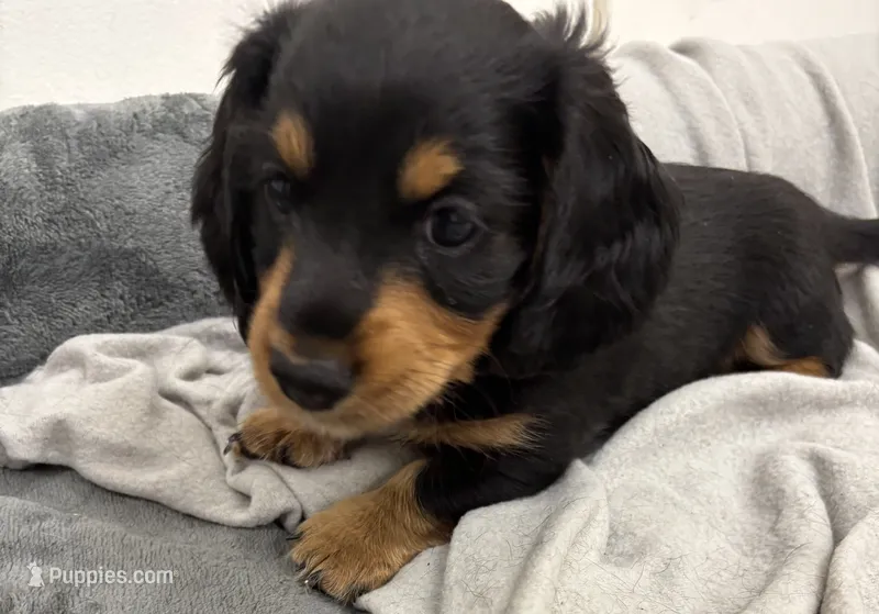Sammy – Dachshund puppy for sale in Glendale, AZ