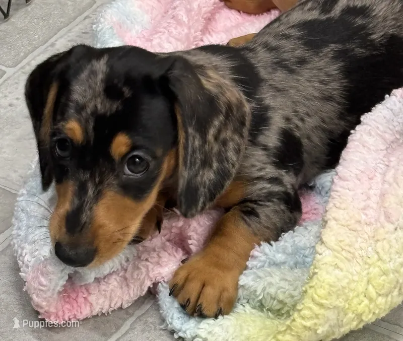 Radar – Dachshund puppy for sale in Glendale, AZ