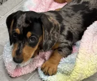 Radar, a male Dachshund for sale in Glendale, AZ – 1 of 3