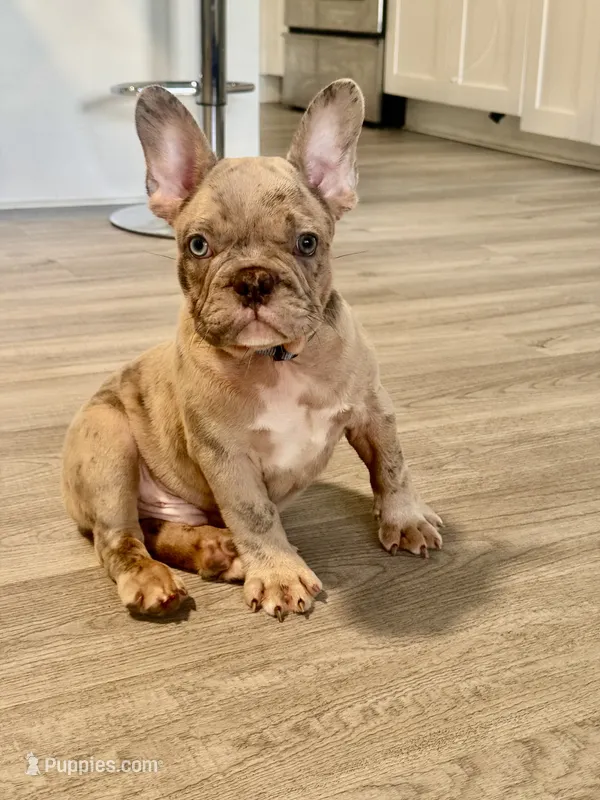 Nicco  – French Bulldog puppy for sale in Inverness, FL