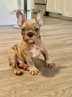 Nicco , a male French Bulldog for sale in Inverness, FL – 1 of 7