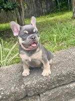 Blue Ivy, a female French Bulldog for sale in Inverness, FL – 4 of 6