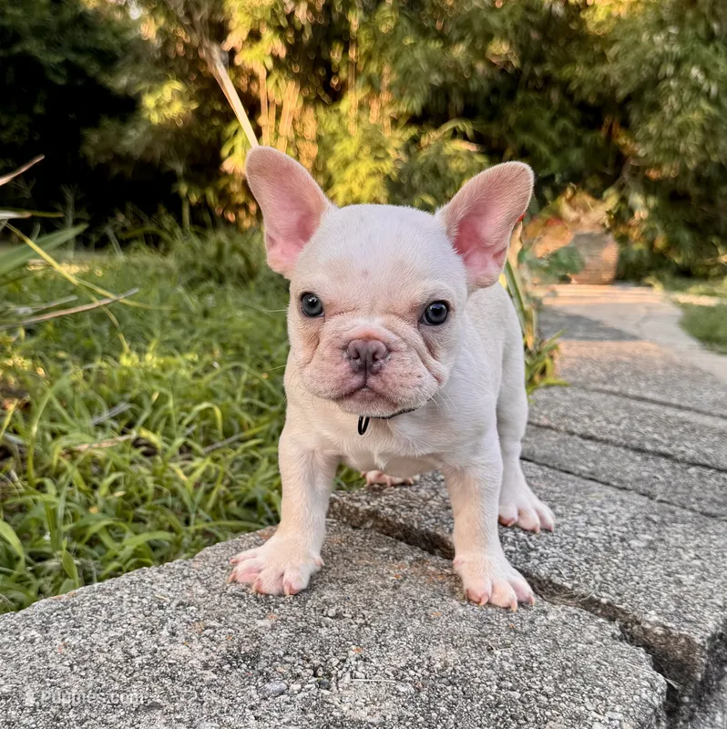 Forky – French Bulldog puppy for sale in Inverness, FL
