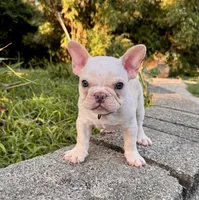 Forky, a male French Bulldog for sale in Inverness, FL – 1 of 5