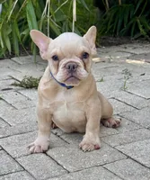 Leo , a male French Bulldog for sale in Inverness, FL – 2 of 7
