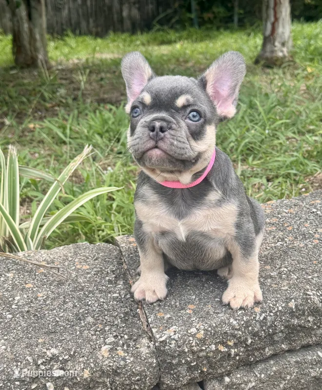 Blue Ivy – French Bulldog puppy for sale in Inverness, FL