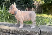 Nicco , a male French Bulldog for sale in Inverness, FL – 5 of 7