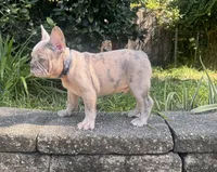 Nicco , a male French Bulldog for sale in Inverness, FL – 3 of 7