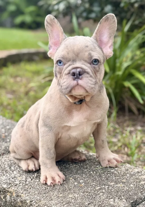 Nicco  – French Bulldog puppy for sale in Inverness, FL