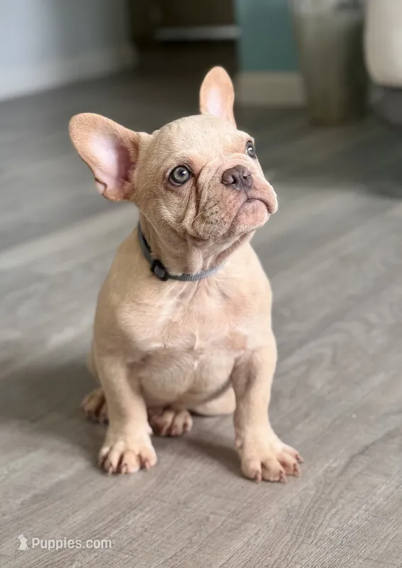 Obi Cream – French Bulldog puppy for sale in Inverness, FL