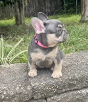 Blue Ivy, a female French Bulldog for sale in Inverness, FL – 6 of 6