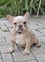 Leo , a male French Bulldog for sale in Inverness, FL – 6 of 7
