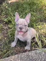 Nicco , a male French Bulldog for sale in Inverness, FL – 2 of 7