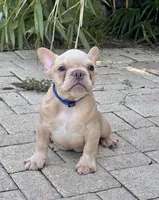 Leo , a male French Bulldog for sale in Inverness, FL – 5 of 7
