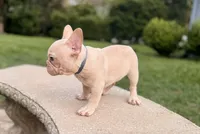 Obi Cream, a male French Bulldog for sale in Inverness, FL – 3 of 5