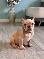 Leo , a male French Bulldog for sale in Inverness, FL – 4 of 7