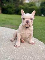 Obi Cream, a male French Bulldog for sale in Inverness, FL – 2 of 5