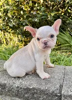 Forky, a male French Bulldog for sale in Inverness, FL – 3 of 5