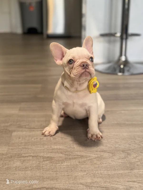 Snow White  – French Bulldog puppy for sale in Inverness, FL