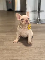 Snow White , a female French Bulldog for sale in Inverness, FL – 1 of 7